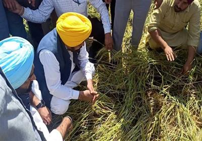 Punjab News: पंजाब में किसानों को बड़ी राहत, सीएम मान ने खराब हुई फसल का मुआवजा 25 फीसदी बढ़ाया