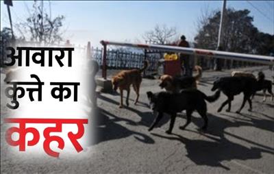 शिमला में आवारा कुत्तों का आतंक, 7 साल की मासूम को पागल कुत्ते ने काटा, MC शिमला कुत्तों को पकड़ने में नाकाम, पढ़ें पूरी खबर..