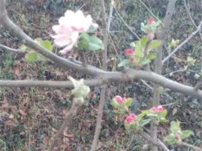 हिमाचल में बर्फ नहीं गिरने से सेब के बगीचों में डेढ़ महीना पहले फ्लावरिंग, बेमौसमी गर्मी ने बढ़ाई बागवानों की चिंताएं, पढ़ें पूरी खबर..